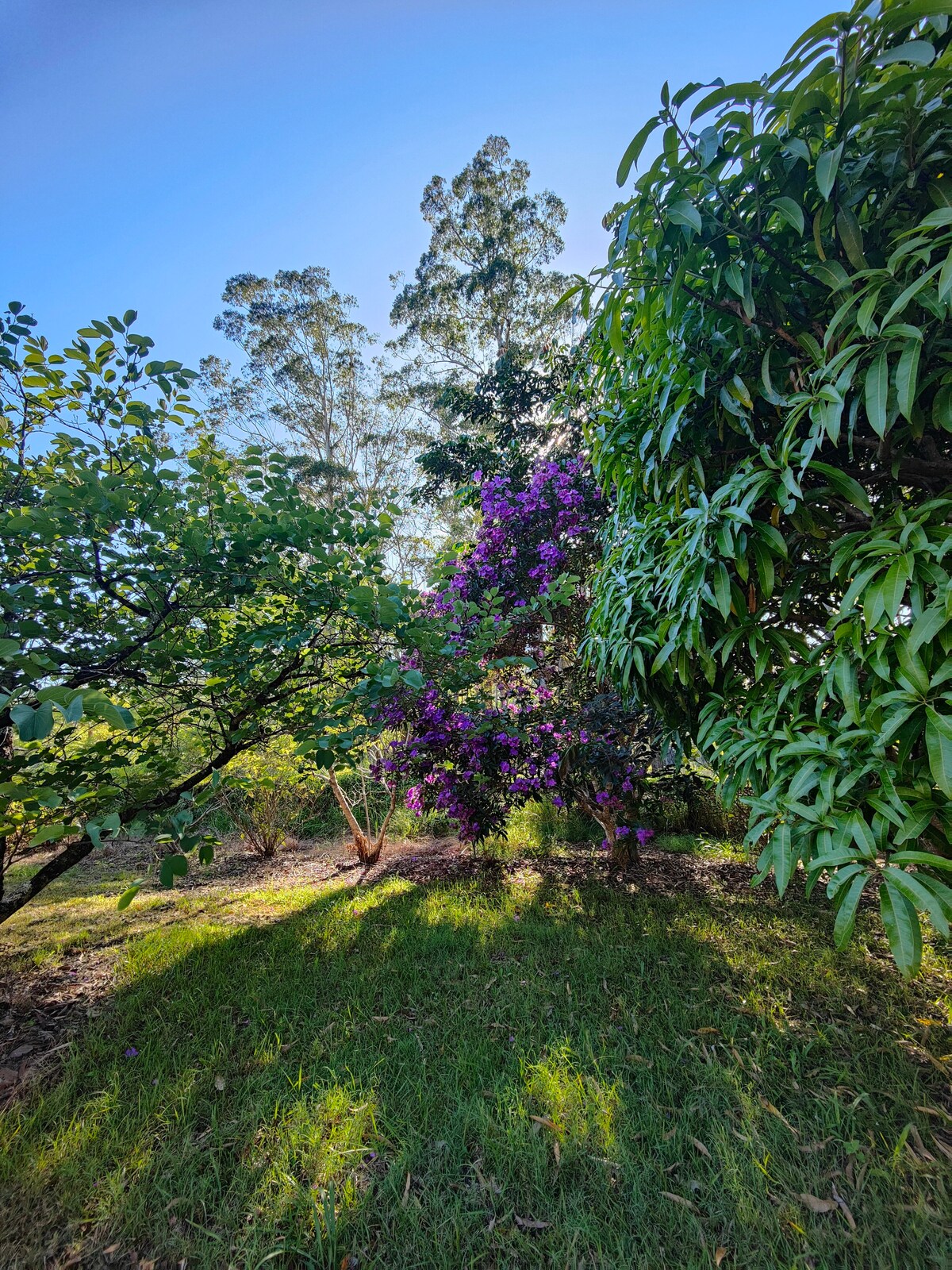 Cosy Palms Cottage Pet Friendly enclosed yard - Photo 19